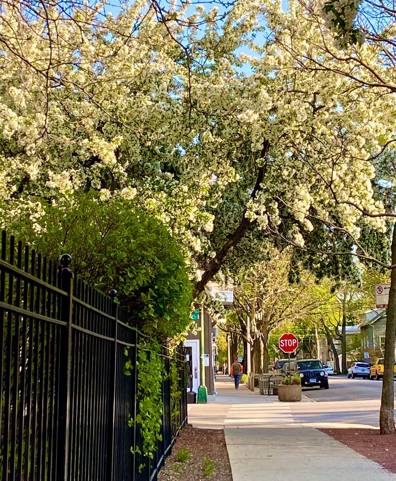 Large crabapple trees at the Roscoe Village Pencil Factory Lofts