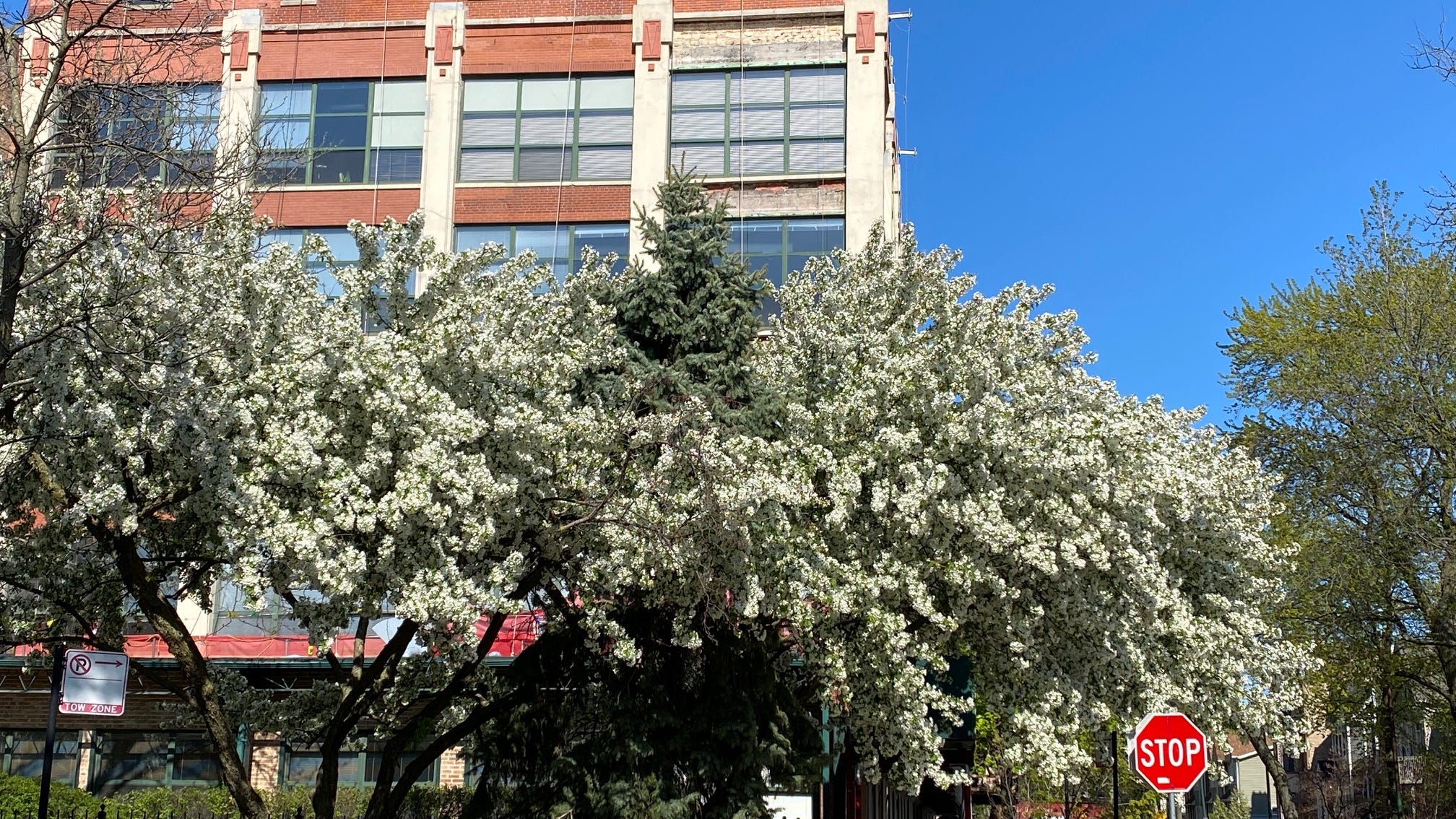 Roscoe Village residents fight to save trees
