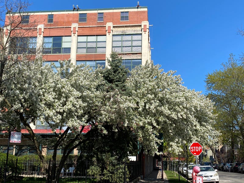 Large crabapple trees at the Roscoe Village Pencil Factory Lofts