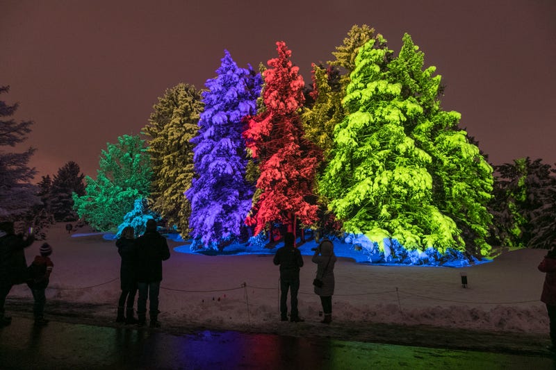 Illumination: Tree Lights at Morton Arboretum