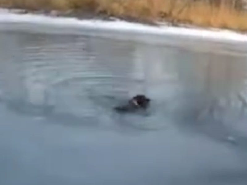 Dog stuck in icy water