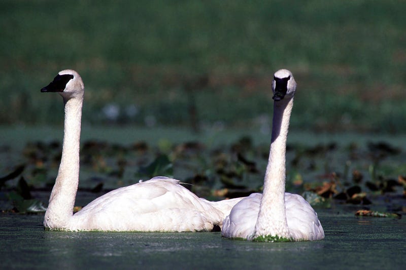 Trumpeter swans in the water