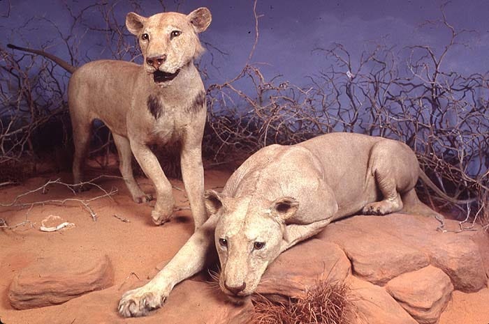 Tsavo Lions