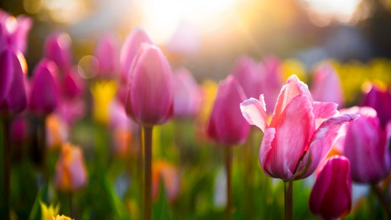 Tulips in a field Getty Images