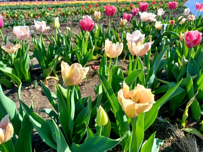 Tulips at Tulipalooza in Waxahachie, Texas.