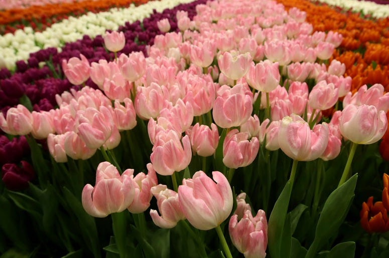 This Man Invented an Ever-Lasting Electronic Flower as a Present for His Wife