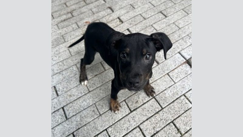 black puppy