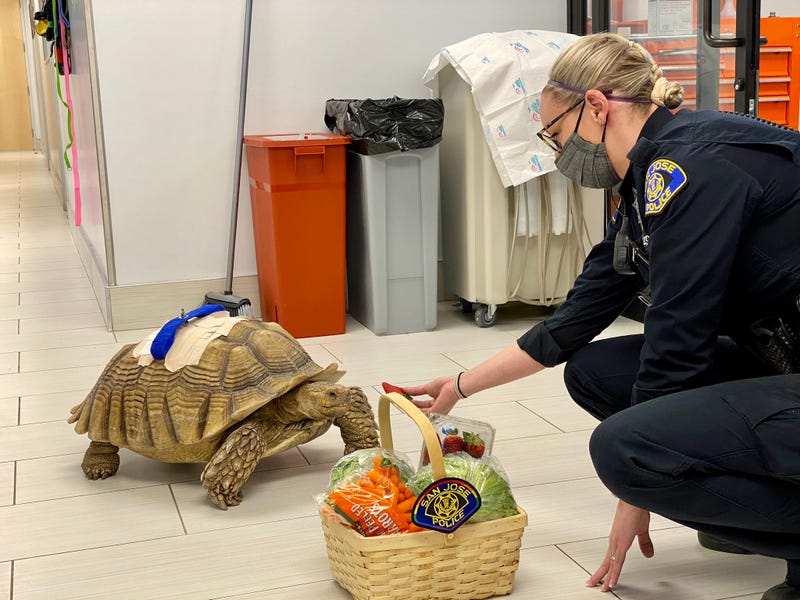 Police officers feeding Michelangelo after his successful shell surgery.