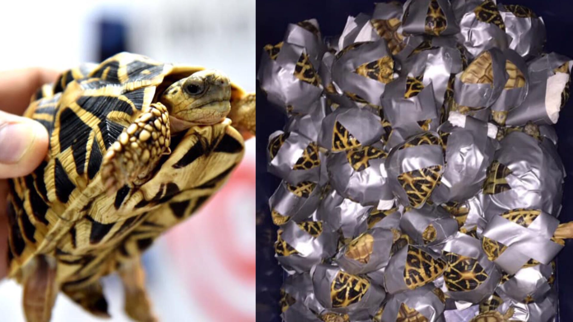 Over 1,500 Duct-Taped Turtles Saved from Abandoned Suitcases at Airport