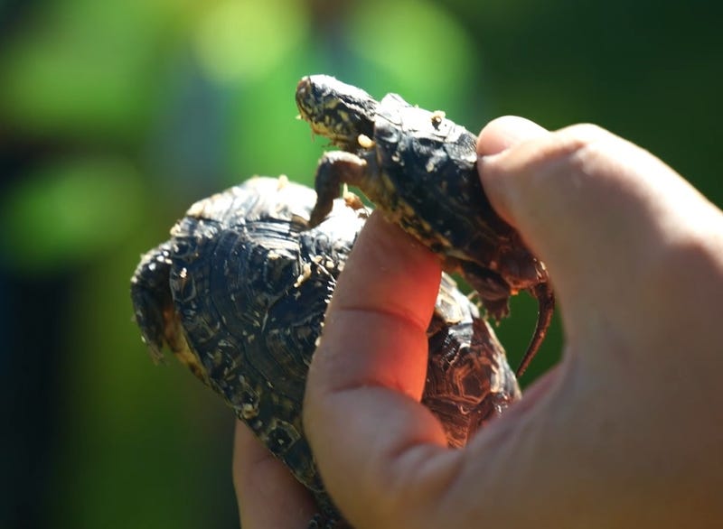 Blanding's turtles released into natural habitat