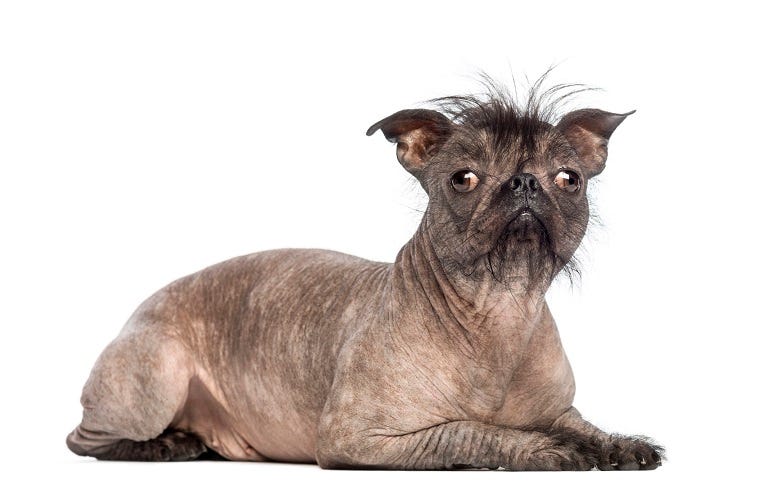 Ugly dog