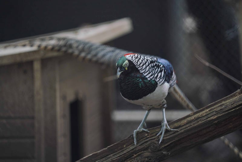 A variety of pheasants on display at Linvilla Orchards in Media, Pa., 2018.