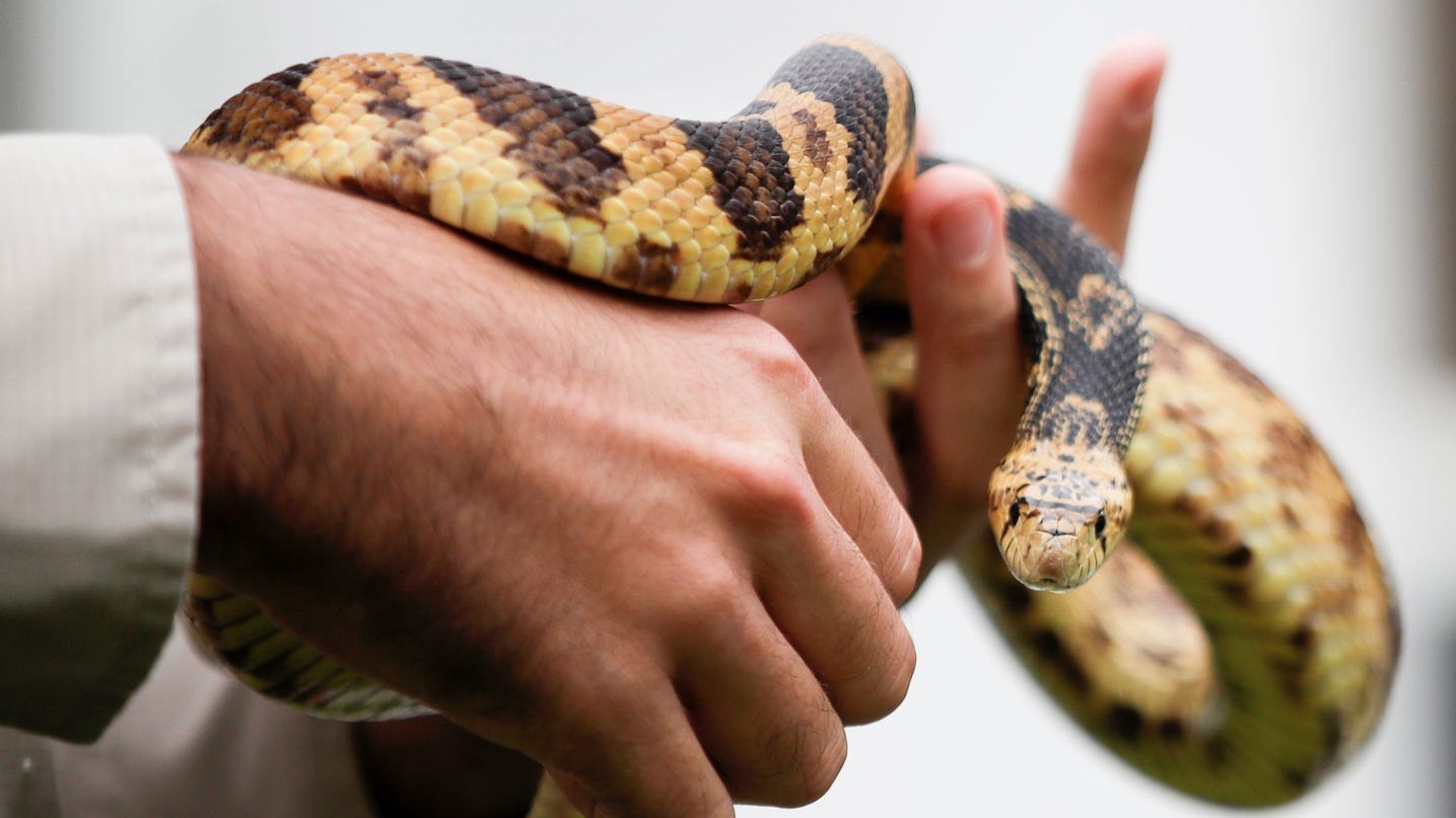 Zoo releases rare snakes into the wild