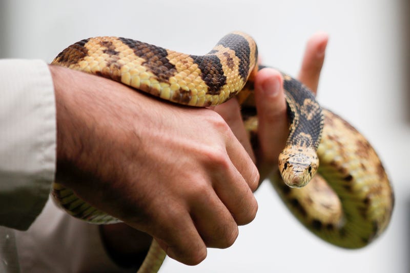 Pine Snake