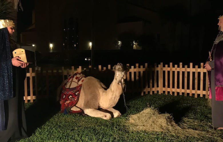 Wisemen look at a camel during a live nativity scene at First Baptist Church on Ocean Drive on Friday, Nov. 30, 201