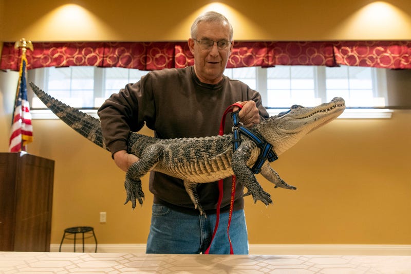 Joie Henney, of Strinestown, lifts his emotional support animal, Wally, an alligator, up on a table to give a presentation at the SpiriTrust Lutheran Village at Sprenkle Drive, Monday, Jan. 14, 2018. Henney has had Wally for nearly the gator's whole life, almost four years. Wally stays inside Henney's house and eats raw, dead, chicken.