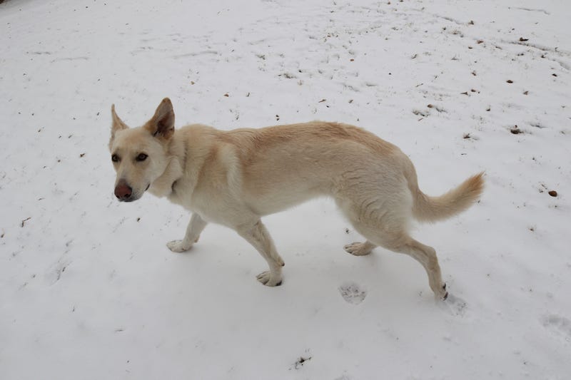 Honey The CA Service Dog Found In CLE Returns Home