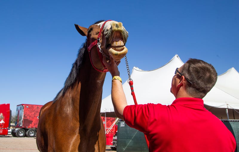 Cincinnati Couple's Pet Horse Smiles For Birth Announcement Pic