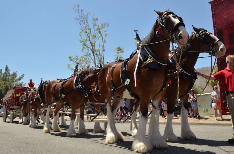 Clydesdales, Horses, Budweiser wagon, 2019