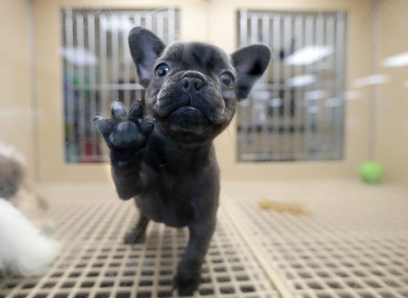9 Week Old Olde English Bulldog Pup Stolen from Petland-Parma