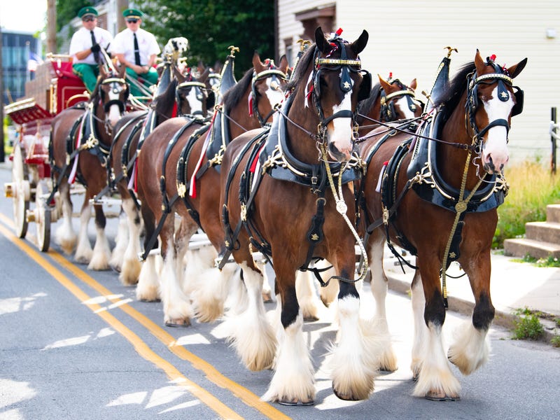 Clydesdales