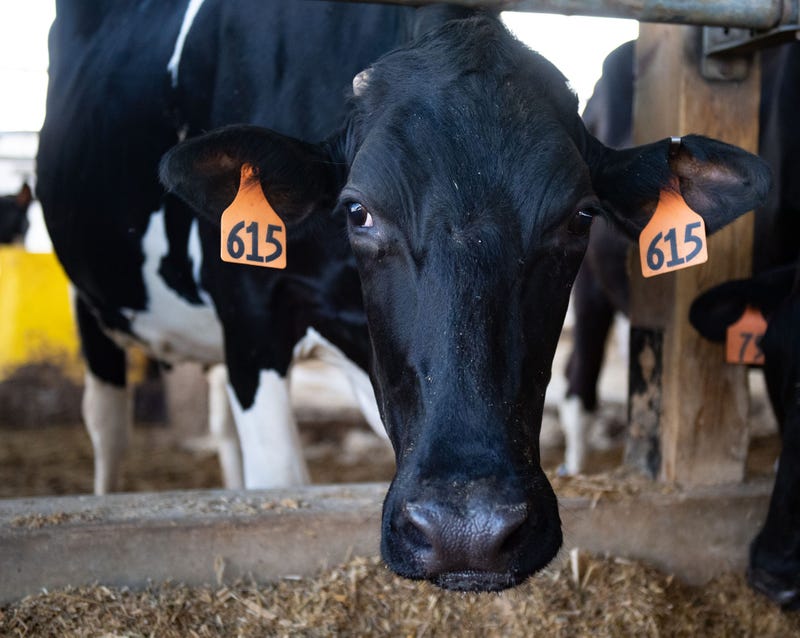 "Punch" The Cow Found Along E. 123rd Street In Cleveland