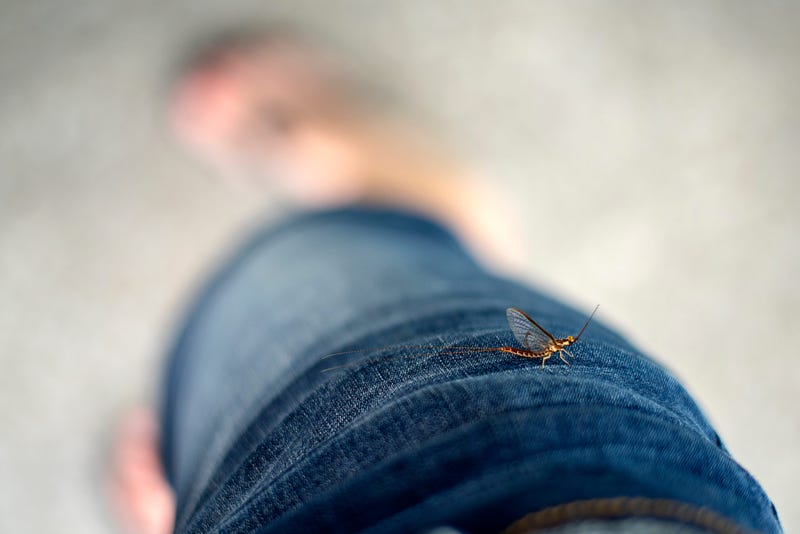 Expect The Arrival Of Mayflies To Descend Upon Cleveland Soon