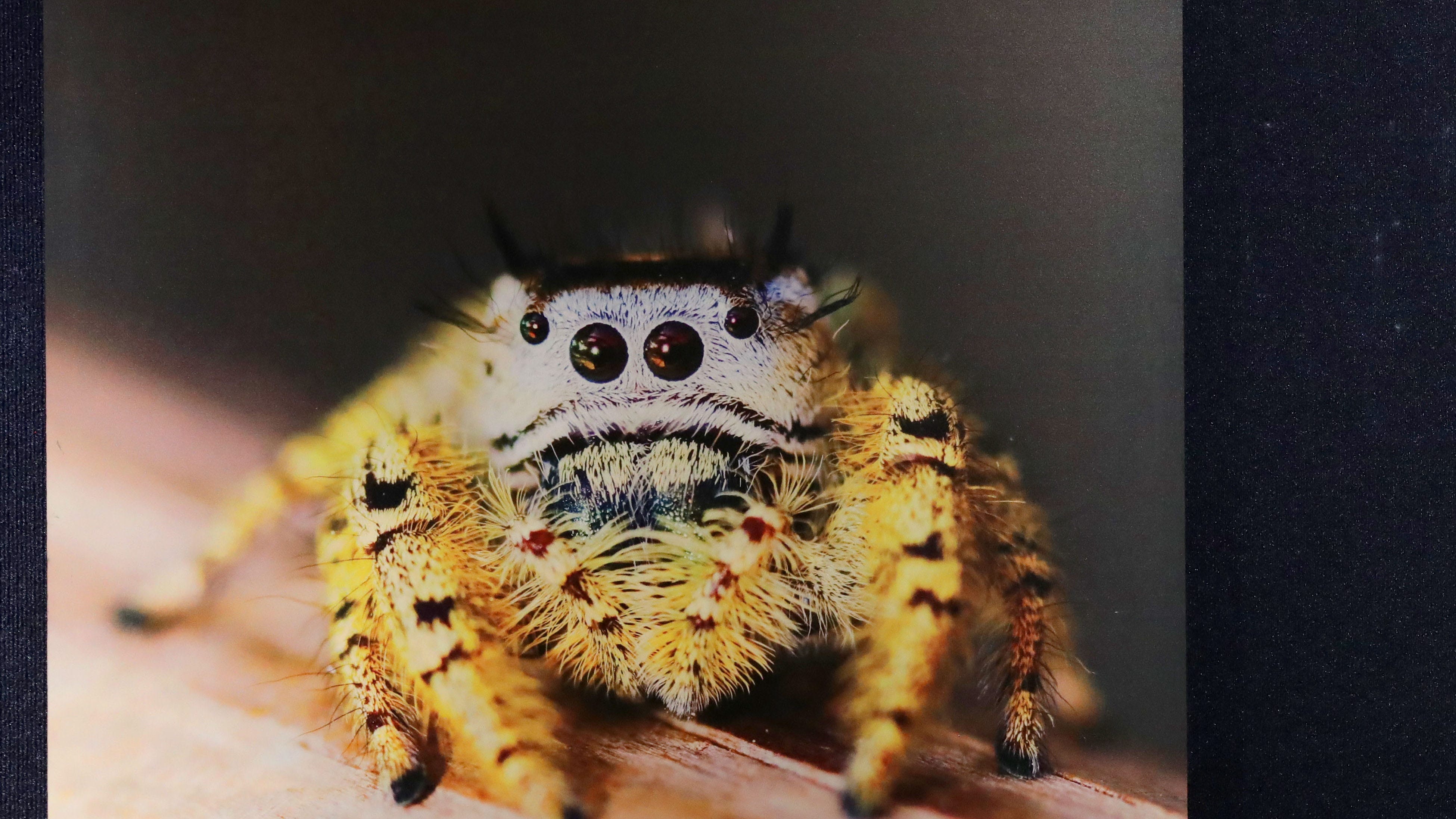 Jumping spiders may be capable of REM sleep and dreaming: study