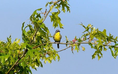 Move over, red robin -- A new bill proposed by an Upper Peninsula legislator on Wednesday looks to make the Kirtland's warbler Michigan's state bird.