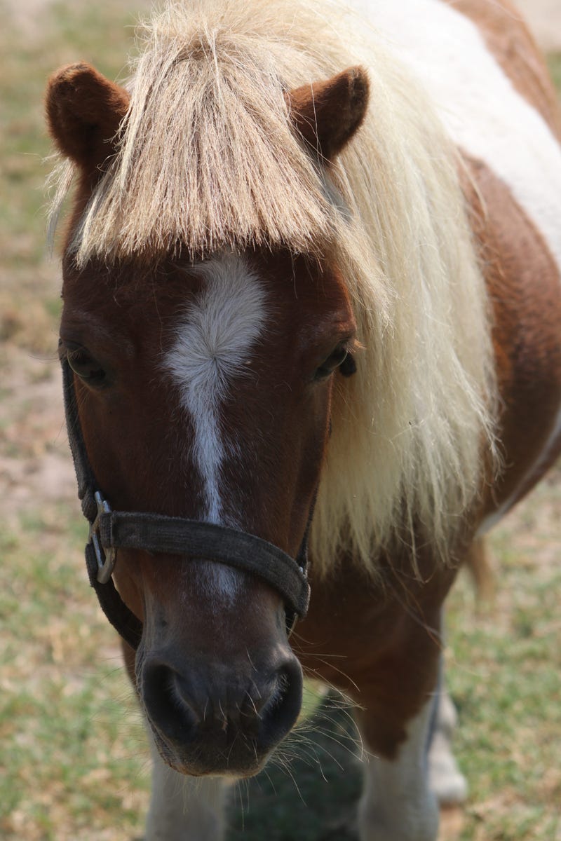 Springfield TWP Homeowner Finds 2 Miniature Ponies