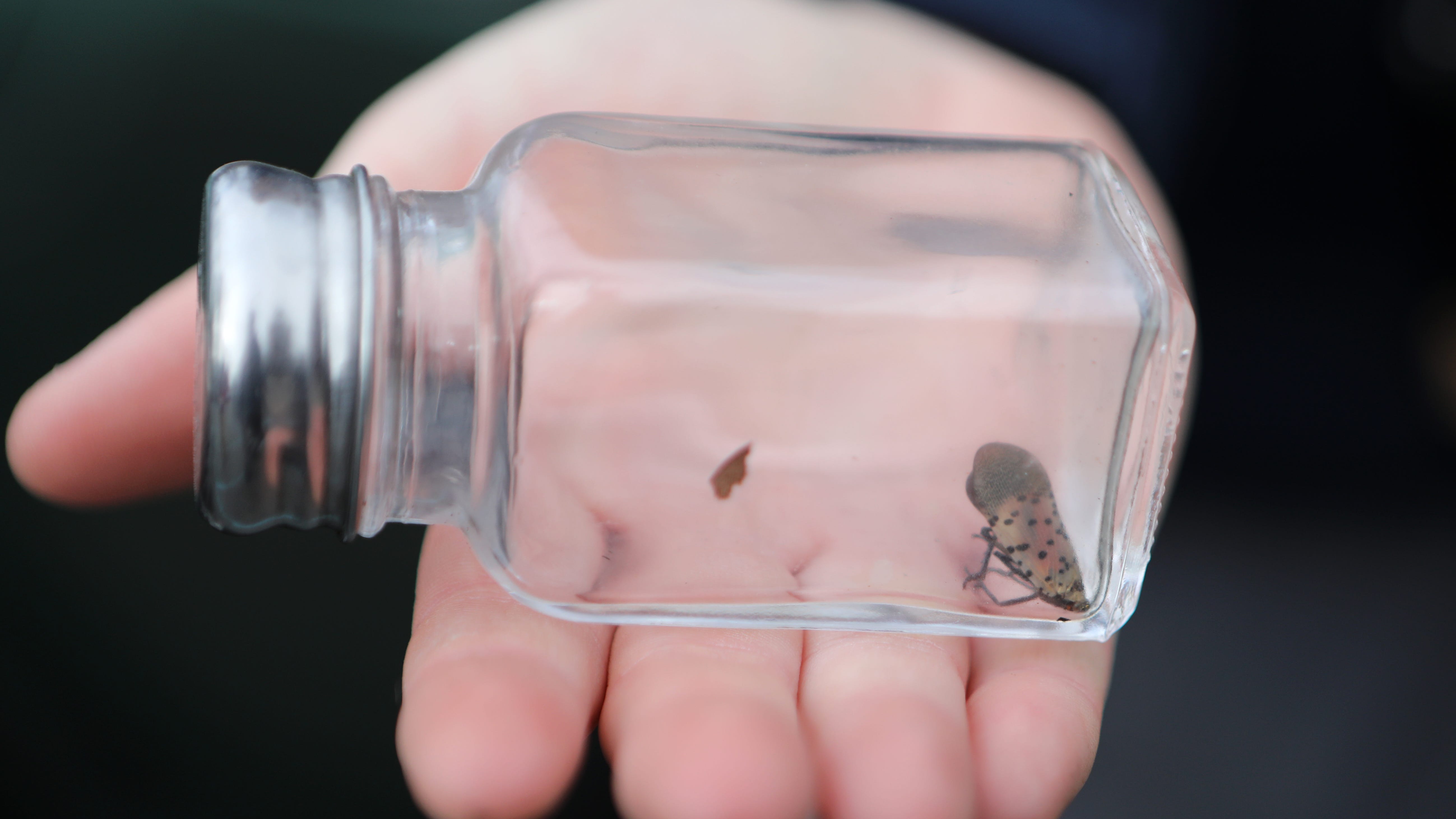 This inch-long invasive insect could be Wine Country's next big threat, study warns