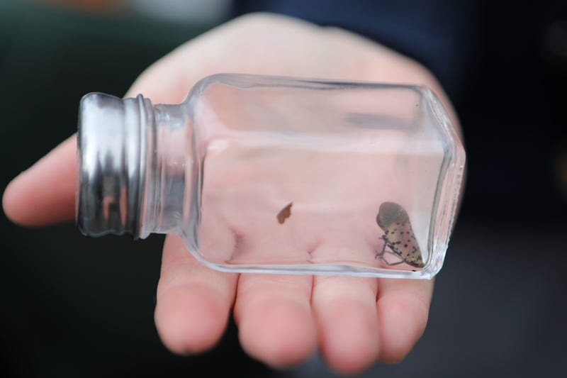 A spotted lanternfly, which is indigenous to China, is harmful to plants in New Jersey and surrounding areas.