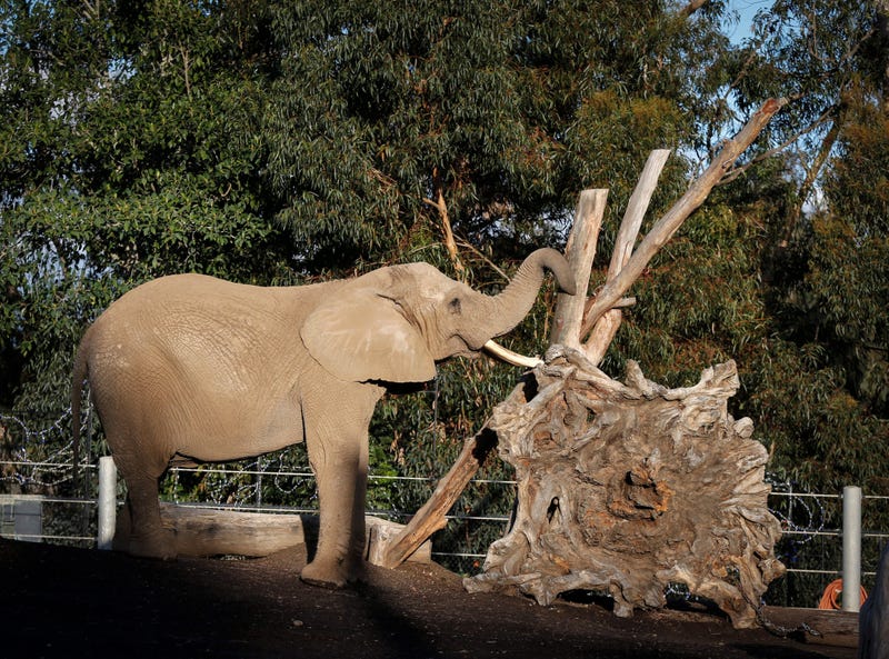 Elephant at the San Diego Zoo