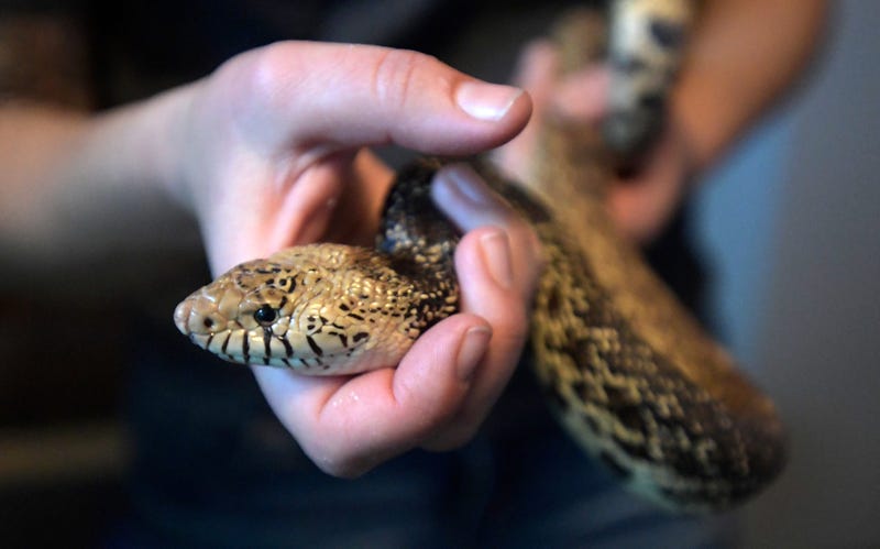 6 Foot Snake Found Crossing The Street In N. Ridgeville