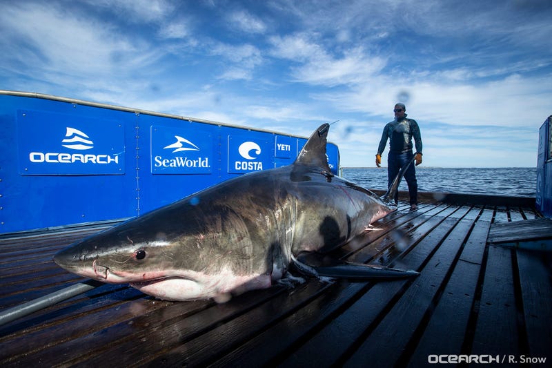 Big Great White Is Swimming Off The Atlantic Coast