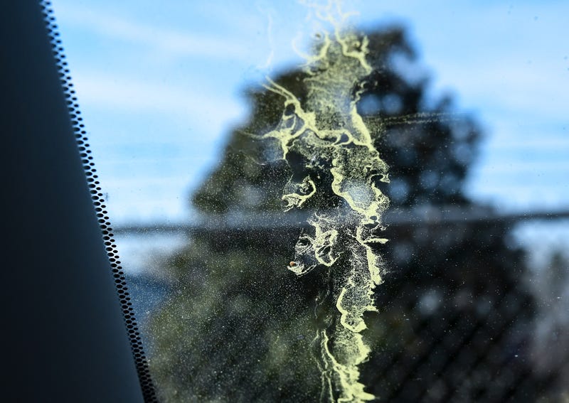 Pollen rests on a car window