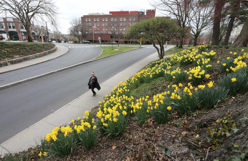 Daffodils bloom in Bronxville, Westchester County