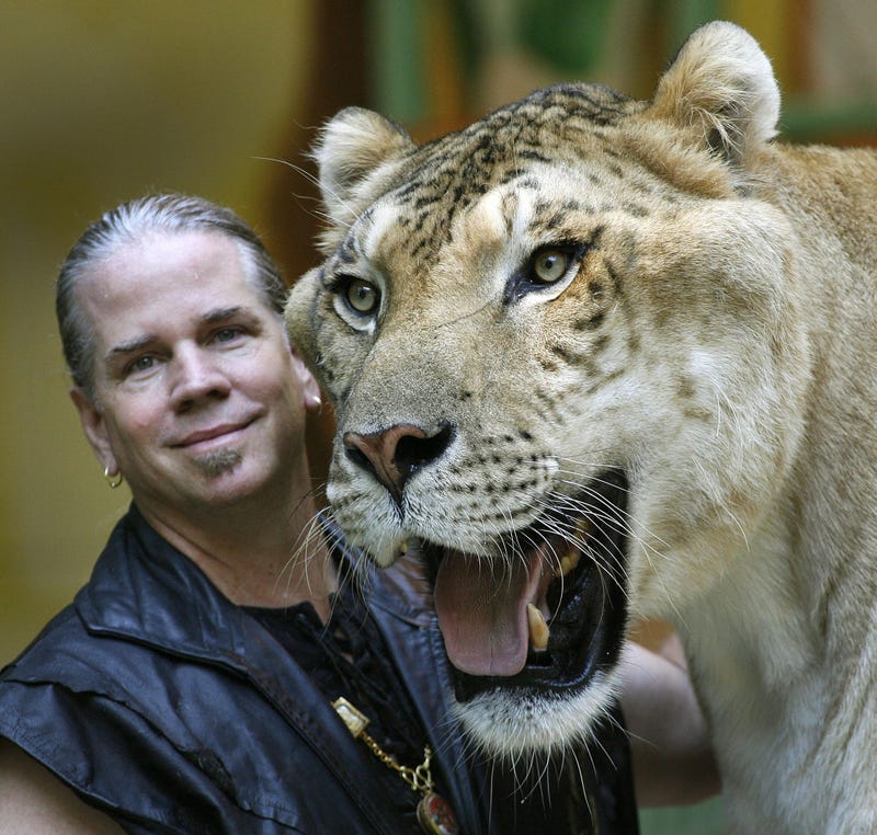 Doc Antle, from Myrtle Beach Safari, with Hercules, a 900-pound liger (a hybrid fathered by a lion and mothered by a tiger) is shown during the Tale of the Tiger Big Cat Show at King Richard's Faire