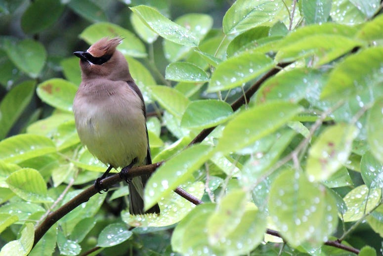 Cedar Waxwing, Bird, Tree, Leaves, Dew