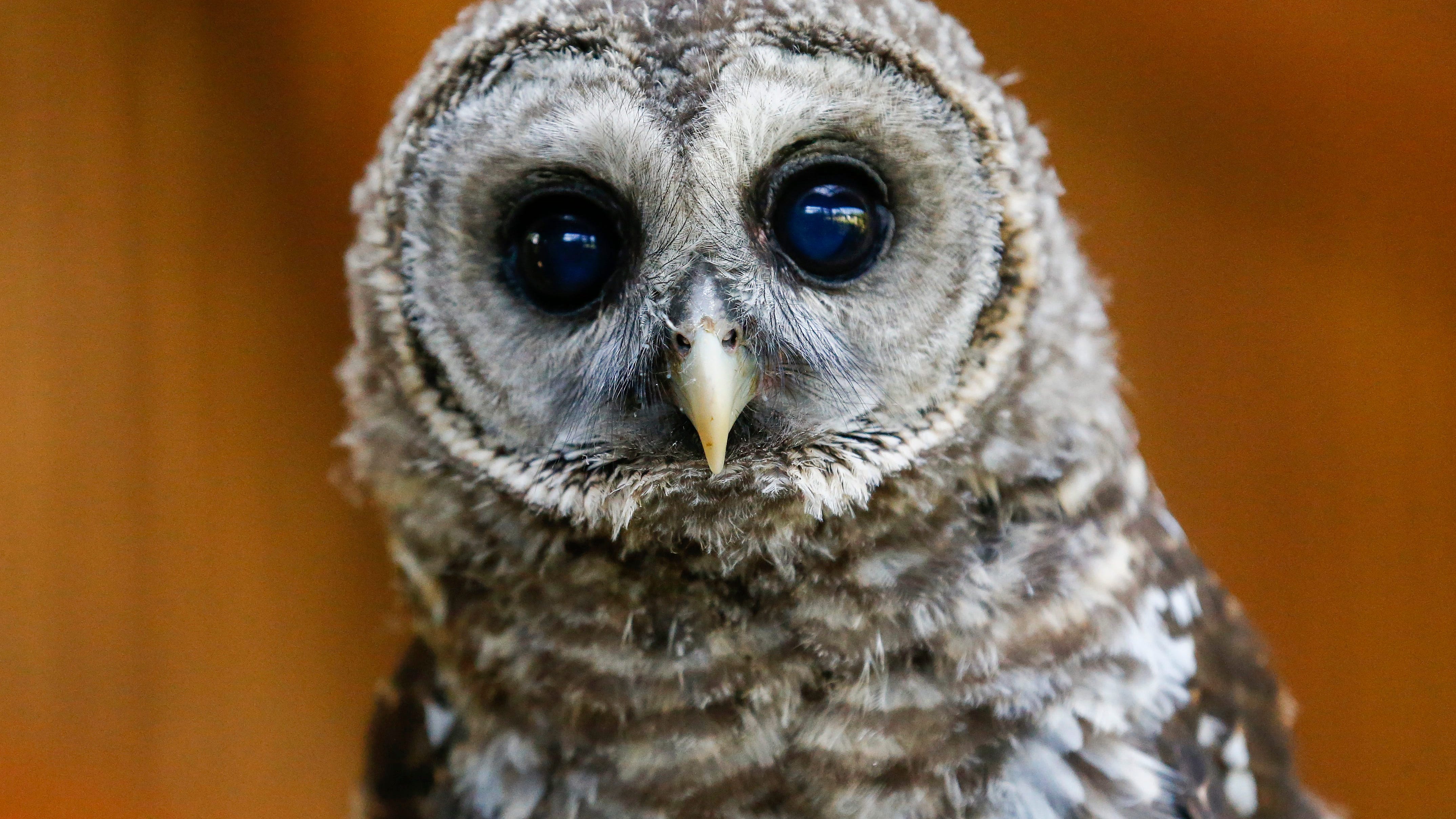 'Beloved' barred owl dies after flying into maintenance vehicle in Central Park