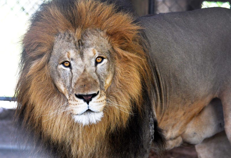 2 Lions Escape At Singapore Airport