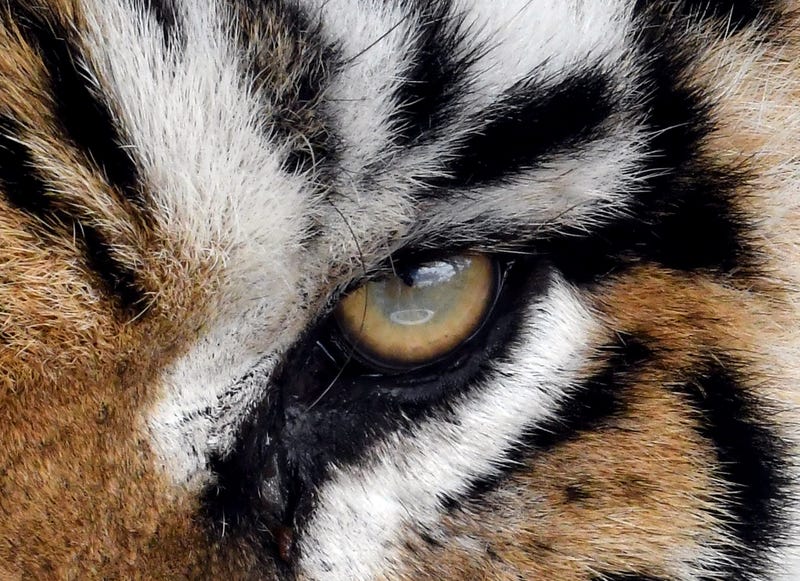 Columbus Man In Leopard PJ's Arrested After Pet Store Burglary