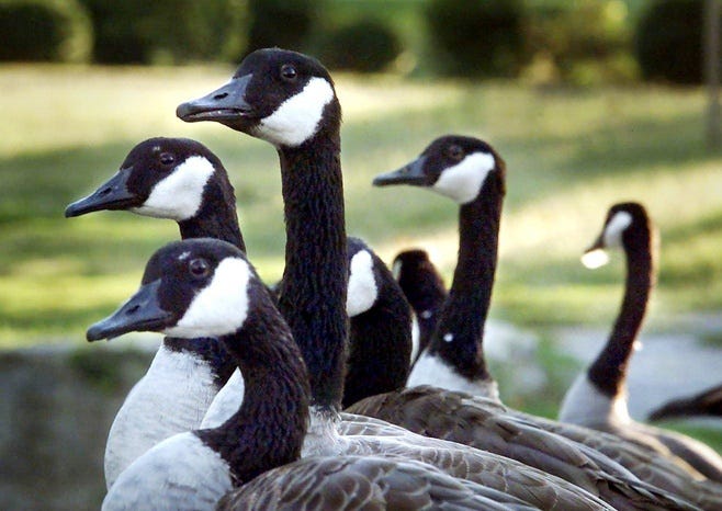 Canada geese gather at water's edge. An adult goose can leave up to 2 pounds of poop per day.