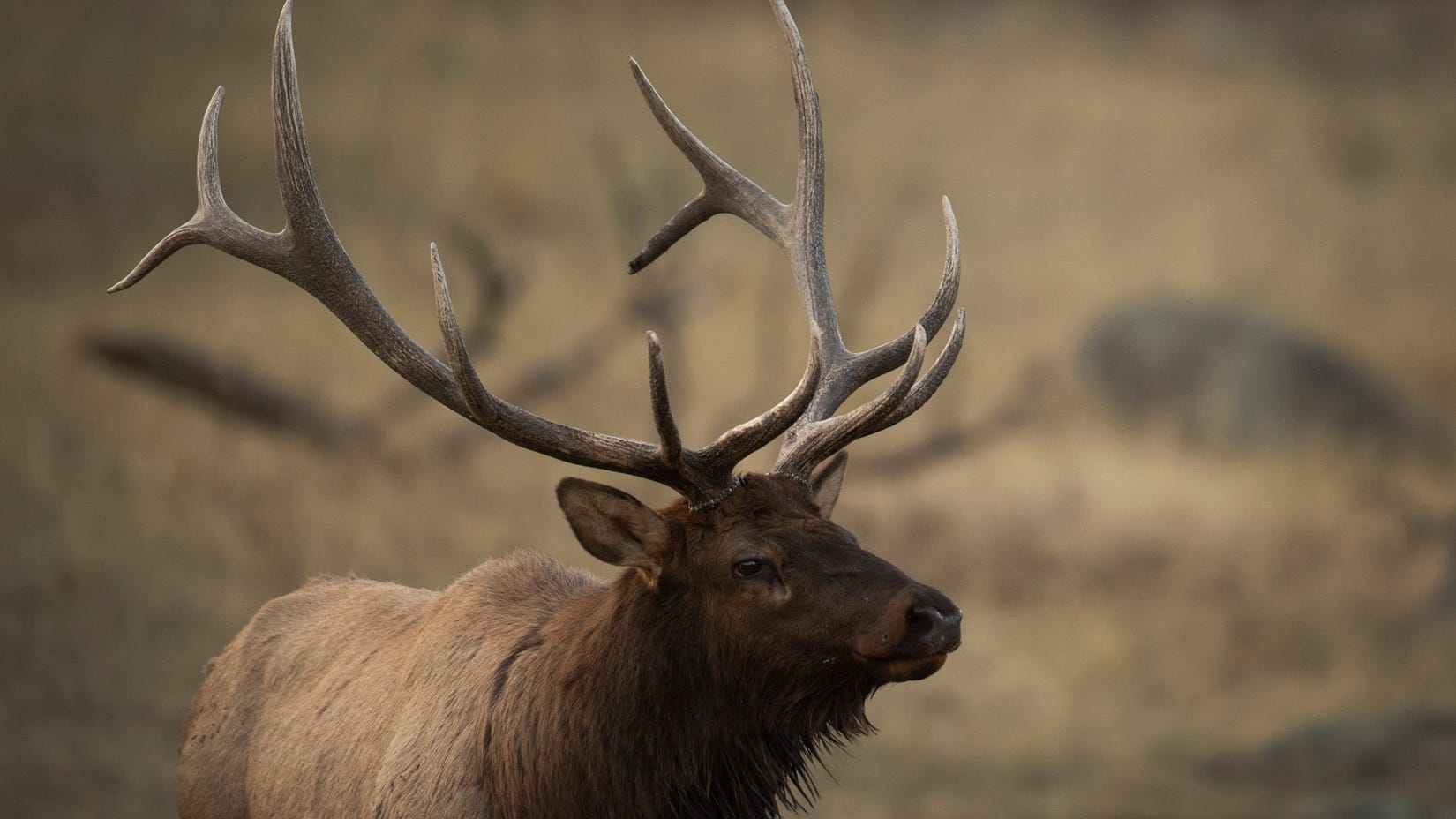 Iconic bull elk killed in national park
