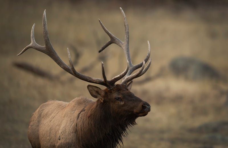 Bull Elk in Rocky Mountain National Park