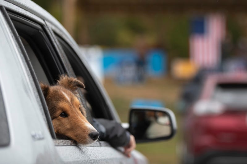 A dog looks out from a car window.
