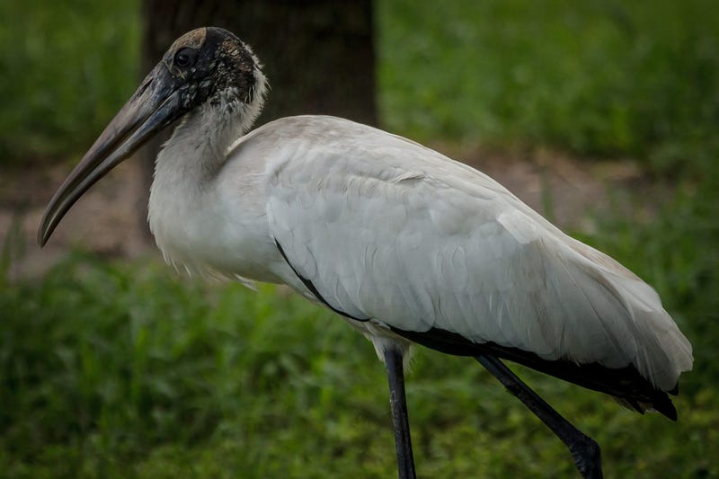 Wood stork Florida