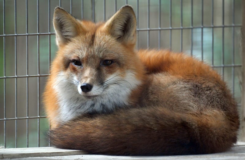 Fox Tale Sanctuary-Medina Is Up For A $10,000 Prize