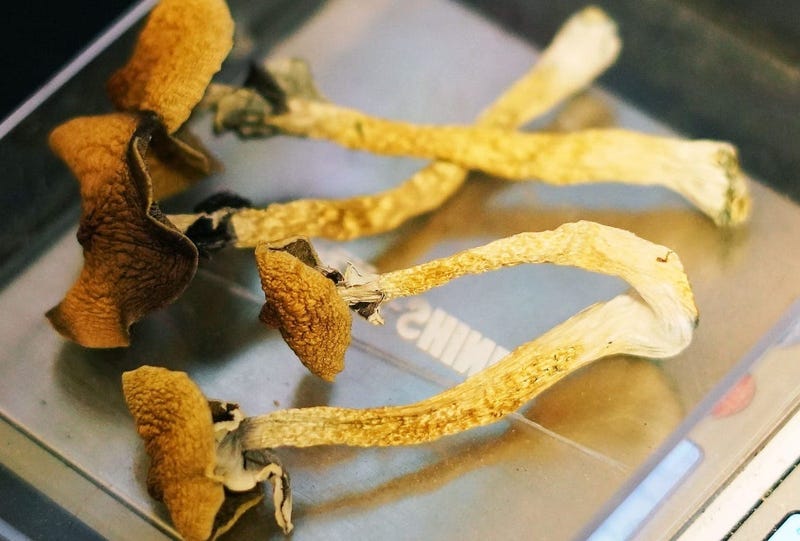 Magic mushrooms