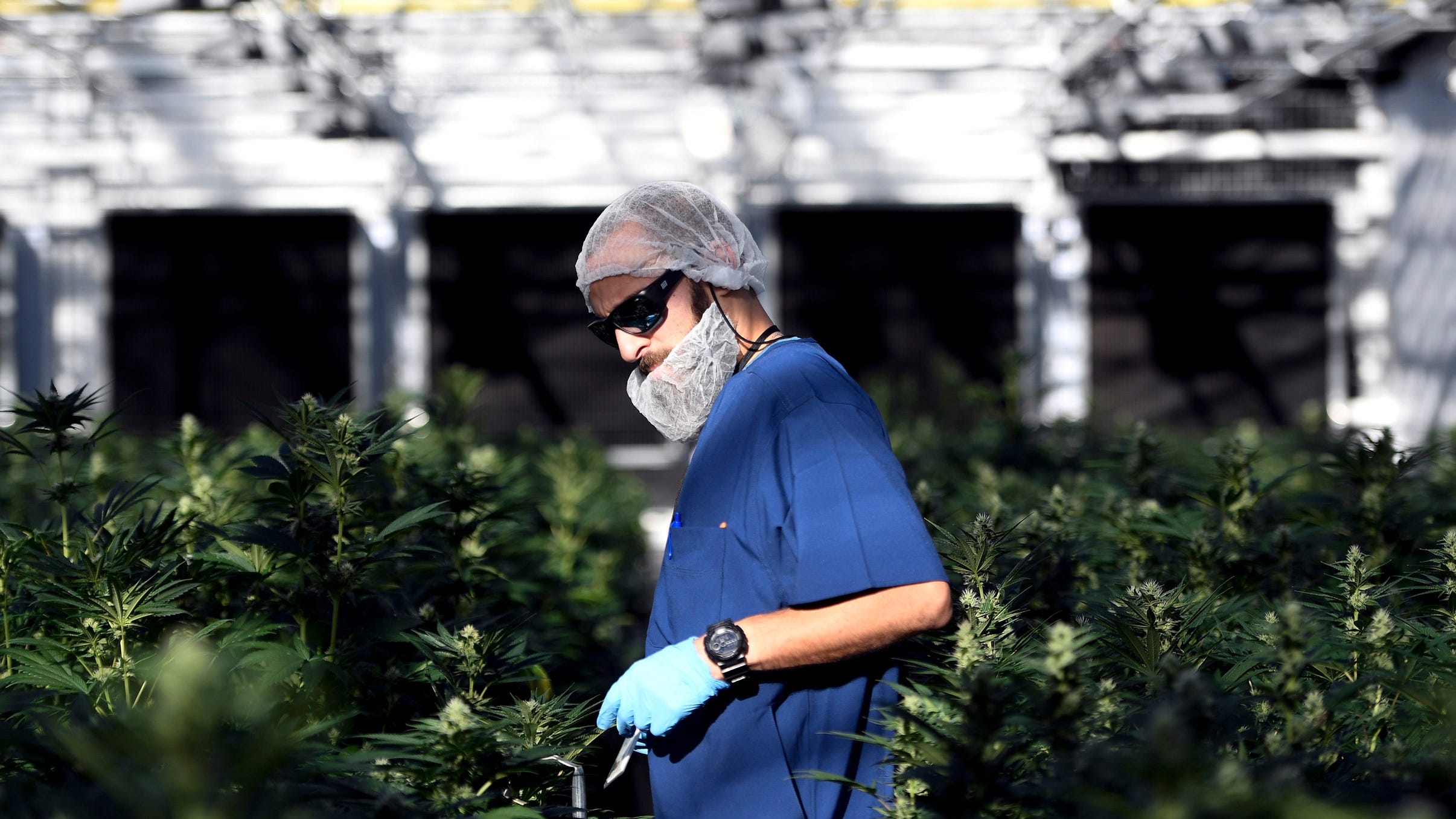 500+ marijuana business applications submitted within 1st 3 hours of NJ portal's launch
